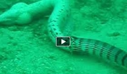 Kết cục cho con rắn biển nuốt chửng lươn điện