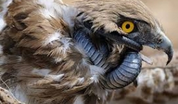 Rắn xiết cổ đại bàng trong cuộc chiến khốc liệt