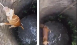 Chú chó thông minh tự cứu mình khi rơi xuống giếng sâu