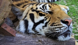 Chú hổ... 'sốc' sau khi bị gã say rượu mò vào chuồng ôm