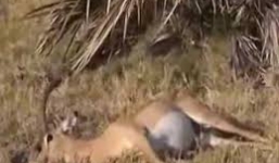 Linh dương giả chết để đánh lừa linh cẩu ăn thịt