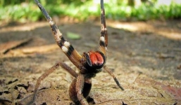 Những bí mật về loài nhện độc nhất thế giới