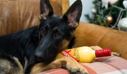 Chó cưng say khướt vì 'uống trộm' rượu Giáng sinh