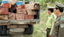 Một cán bộ kiểm lâm bị xe gỗ lậu đâm tử vong