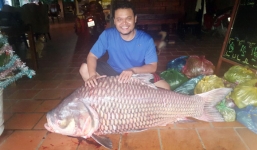 Ngư dân miền Tây bắt được cá hô 'khủng' nặng 90kg