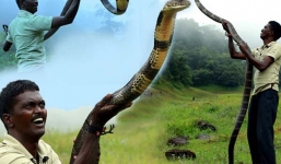 Cận cảnh 'Người rắn' từng bị 300 con rắn độc cắn không chết