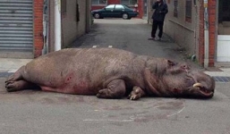 Hà mã nặng hai tấn nhảy khỏi ô tô, nằm bất động giữa đường