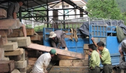 Xe chở gỗ lậu tông chết cán bộ kiểm lâm