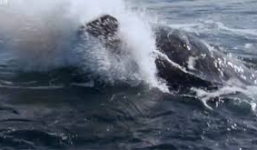 Cá heo sát thủ hạ sát sư tử biển trong giây lát