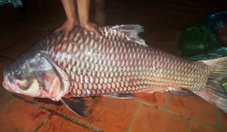 Những con cá khủng có giá hàng trăm triệu ở Việt Nam