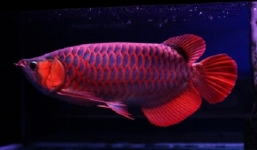 Đại gia chi trăm triệu “rước” cá Rồng về đón Tết