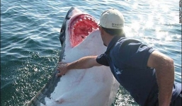 Người đàn ông 50 tuổi bị cá mập trắng nuốt sống