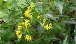 Những loài cây cực độc có khả năng giết người ở Việt Nam