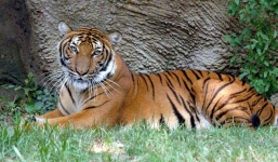 Đại gia giết hổ đãi bạn bè bị phạt 13 năm tù