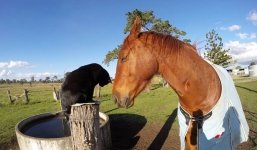 Những khoảng khắc hài hước của đôi bạn thân 2 năm mèo và ngựa