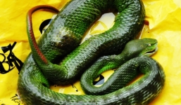 Rắn lục đuôi đỏ: Con vật đáng sợ nhất năm 2014