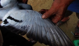 Chim bồ câu mang ký tự lạ, chữ Trung Quốc: Nhà khoa học lên tiếng