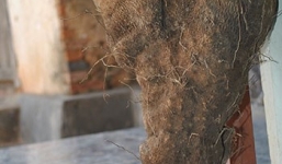 Củ khoai vạc hình bàn tay người với 5 ngón ở Nghệ An