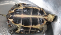 Đổ xô săn rùa vàng giá 300 triệu đồng/kg