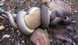 Xem trăn khủng nuốt chửng kangaroo