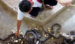 Người đàn ông dùng tay không bắt hổ mang như nhặt rác