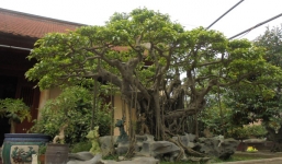 Đại gia “bạo tay” chi 5 tỷ sắm cây cảnh 120 tuổi về chơi Tết