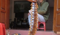 Bắt được con rết 'khủng' dài 32 cm