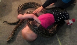 Clip rùng mình bé gái 14 tháng bị trăn dài 4 mét quấn quanh người