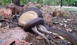 Xem rắn nuốt chửng chuột hoang trong tích tắc