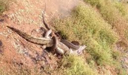 Trăn khủng mất mạng vì đi lạc vào đầm cá sấu