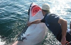 Bị cá mập trắng cắn chết khi đang đi săn cá