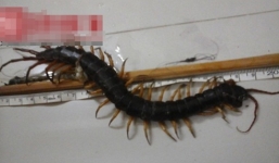 Bắt sống rết 'khủng' tại Đà Nẵng