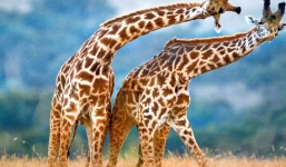 Cuộc chiến khốc liệt giữa 2 chú hươu cao cổ