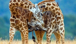 Xem màn 'khiêu vũ' ngộ nghĩnh của loài Hươu cao cổ 