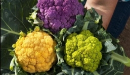 Các bà nội trợ 'săn lùng' rau quả sắc màu