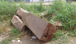 Bình Thuận: Trưởng công an xã thừa nhận xin... gỗ cổ thụ 100 tuổi