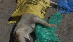 Hà Nội: Vây bắt trộm chó, nhiều người dân bị chém trọng thương