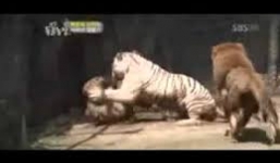 Hổ trắng hung hãn đánh bại cặp sư tử