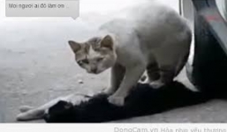 Clip cảm động: Chú mèo ngồi canh xác bạn bị tai nạn giao thông