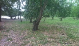 Bố tự tử trước ngày cưới của con trai