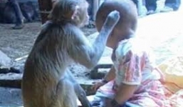 Kỳ lạ: Khỉ chăm sóc em bé như chính con mình