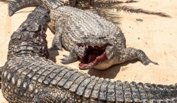 Một mình giết chết cá sấu khổng lồ trả thù cho vợ con