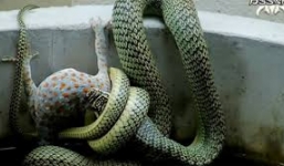 Xem rắn độc nuốt chửng tắc kè hoa