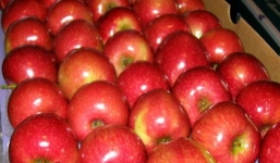  Sau lệnh cấm nhập, trái cây Úc vẫn tràn ngập thị trường