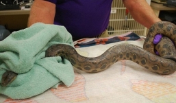 Hoảng sợ nhìn thấy trăn khủng chui lên từ bồn cầu cơ quan