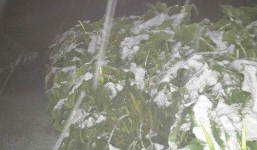 Tuyết rơi phủ trắng SaPa