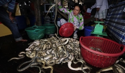 Tay không bắt rắn biển cực độc ở Việt Nam