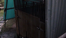 Bé trai 3 tuổi bị gấu nuôi cắn đứt tay