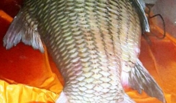 Ngư dân miền Tây lại bắt được cá hô 'khủng' nặng 110kg, dài 1,3m