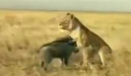 Lợn rừng hiếu chiến húc thẳng vào bụng sư tử